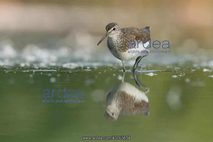 : Green Sandpiper : Green Sandpiper