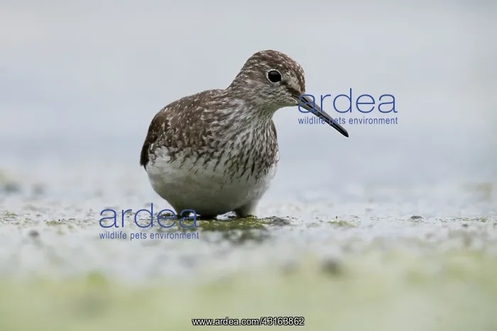 : Green Sandpiper : Green Sandpiper
