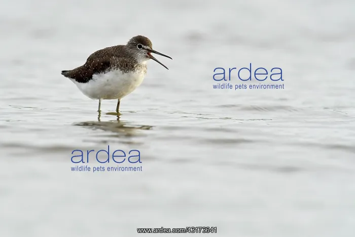 : Green Sandpiper : Green Sandpiper