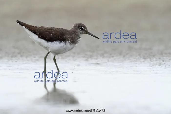 : Green Sandpiper : Green Sandpiper