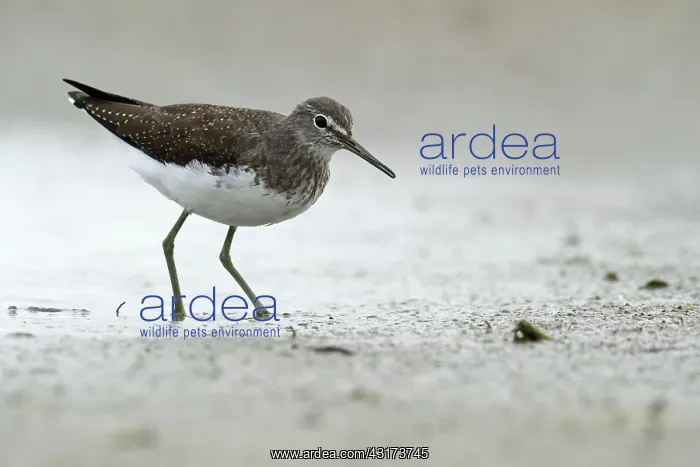 : Green Sandpiper : Green Sandpiper