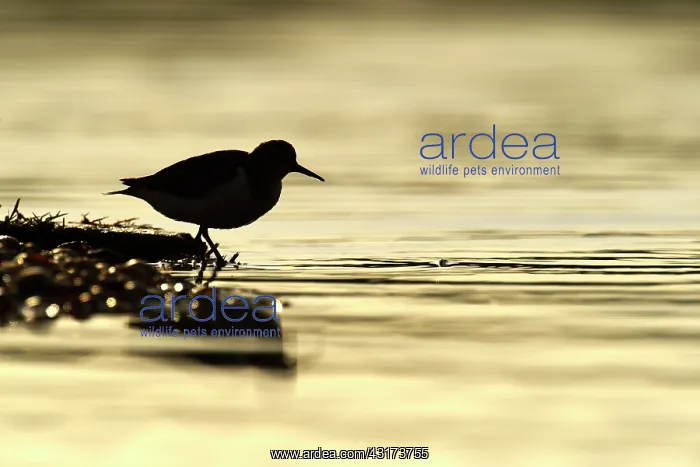 : Green Sandpiper : Green Sandpiper