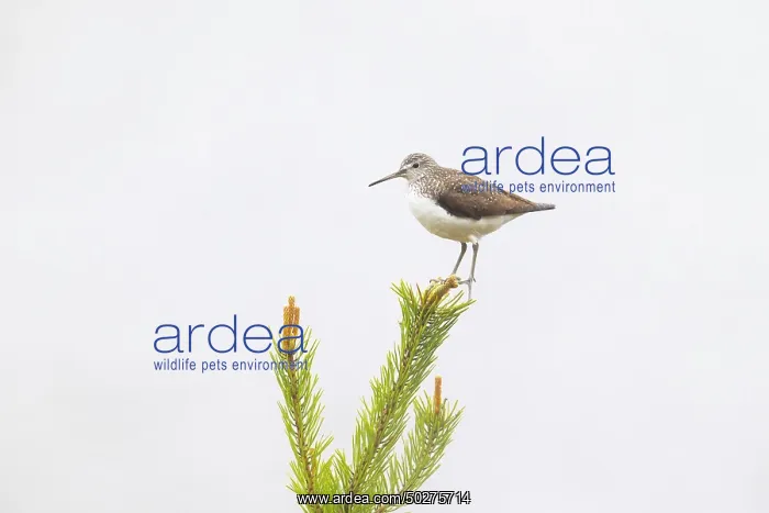 : Green Sandpiper : Green Sandpiper