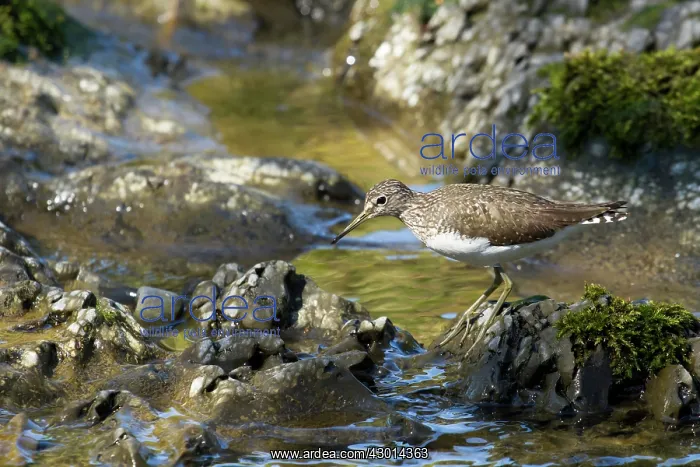  : Green Sandpiper adult by stream spring