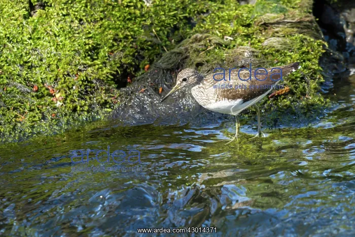  : Green Sandpiper adult by stream spring