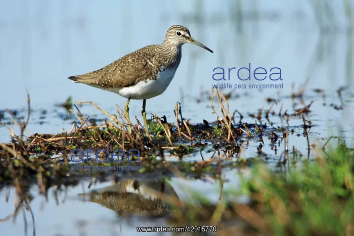 : Green Sandpiper - at lake edge : Green Sandpiper - at lake edge