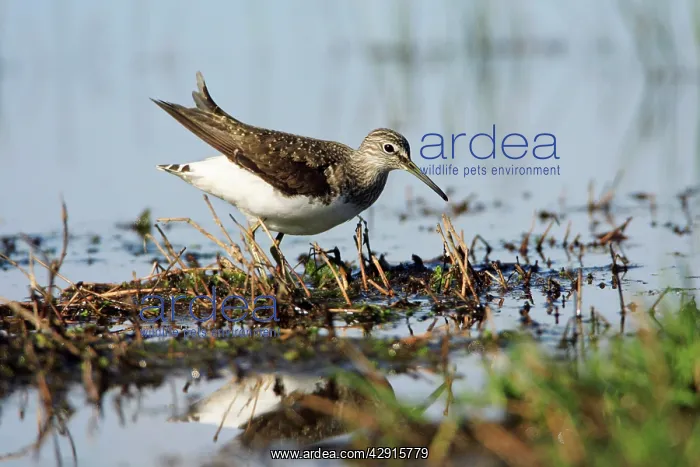 : Green Sandpiper - at lake edge : Green Sandpiper - at lake edge