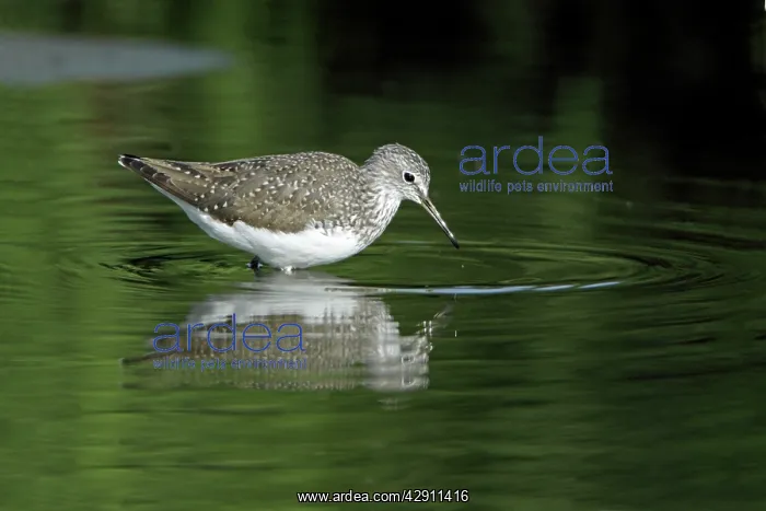  : Green Sandpiper - searching for food in river