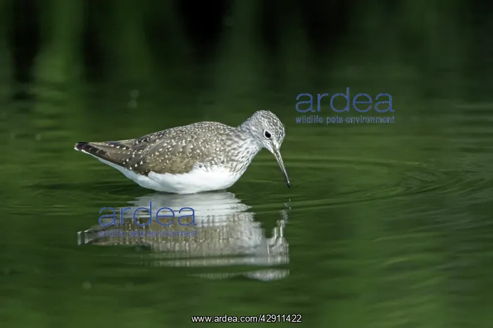  : Green Sandpiper - searching for food in river