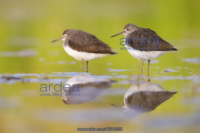 : Green Sandpiper (Tringa ochropus), two birds res : Green Sandpiper (Tringa ochropus), two birds res