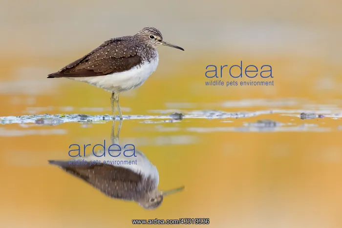 : Green Sandpiper (Tringa ochropus), side view of : Green Sandpiper (Tringa ochropus), side view of