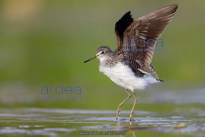 : Green Sandpiper (Tringa ochropus), side view of : Green Sandpiper (Tringa ochropus), side view of