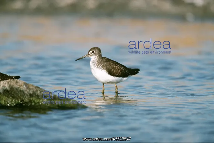 : GREEN SANDPIPER - in water : GREEN SANDPIPER - in water