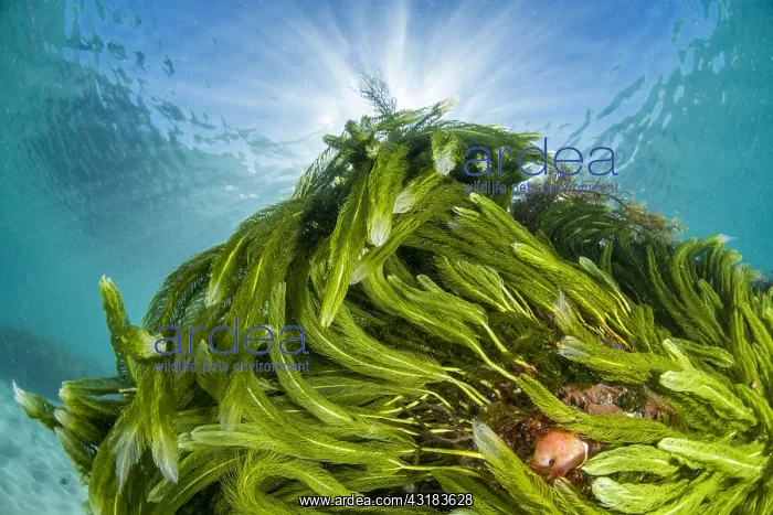  : Green sea feather (Caulerpa sertularioides), Vivonne