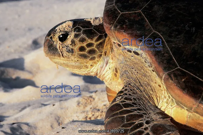 : Green Sea Turtle : Green Sea Turtle