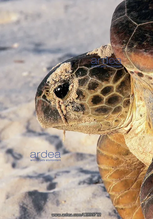 : Green Sea Turtle : Green Sea Turtle