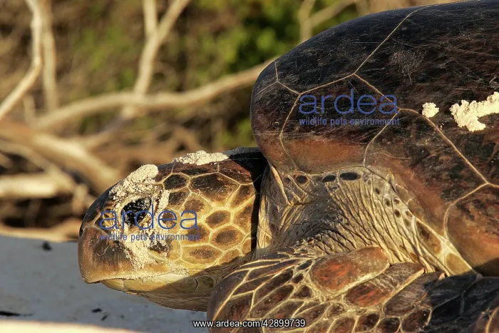 : Green Sea Turtle : Green Sea Turtle