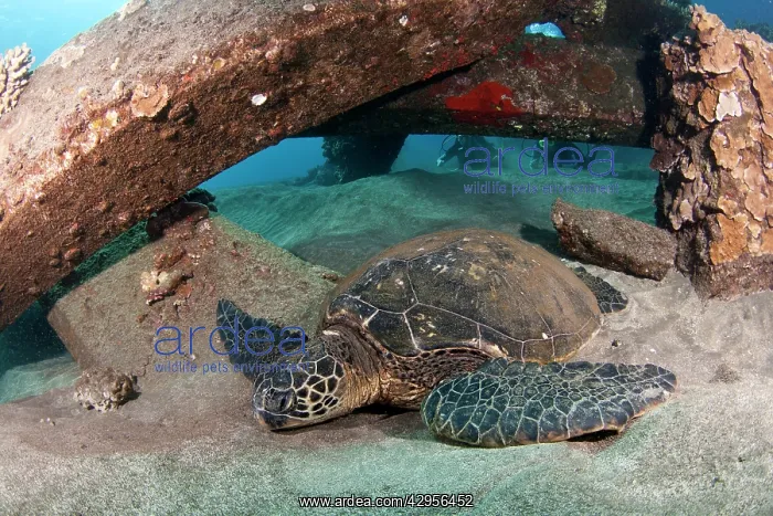 : Green Sea Turtle : Green Sea Turtle
