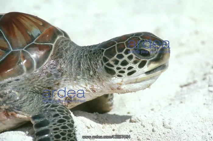 : Green Sea Turtle : Green Sea Turtle