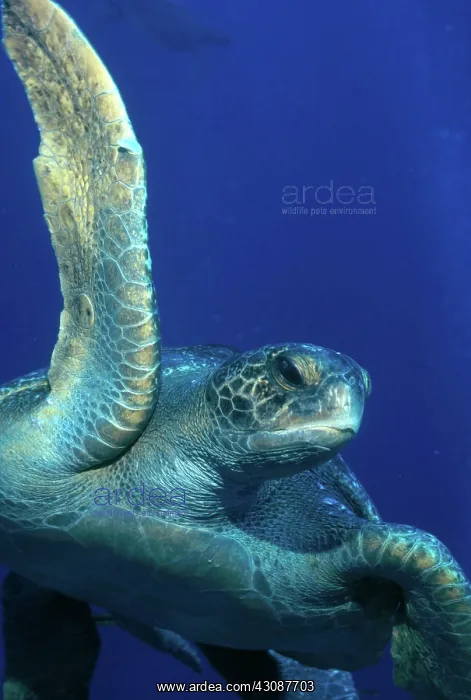 : Green Sea Turtle : Green Sea Turtle