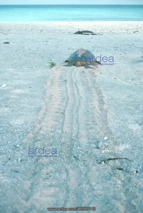 : Green Sea Turtle : Green Sea Turtle