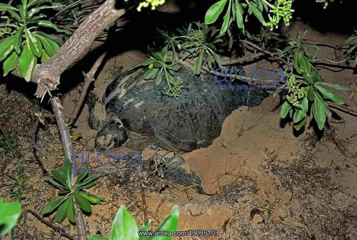 : Green Sea Turtle : Green Sea Turtle