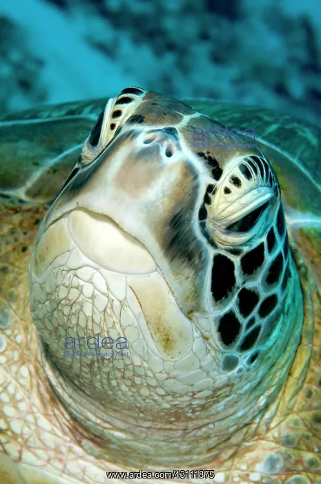 : Green Sea Turtle : Green Sea Turtle