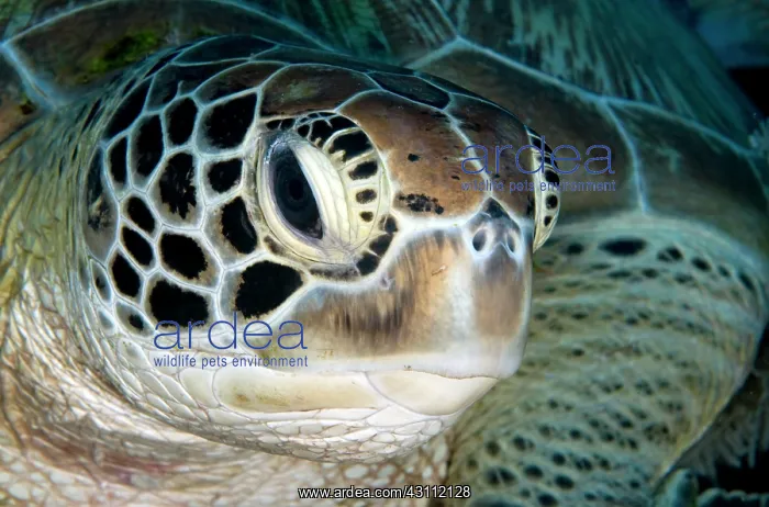: Green Sea Turtle : Green Sea Turtle