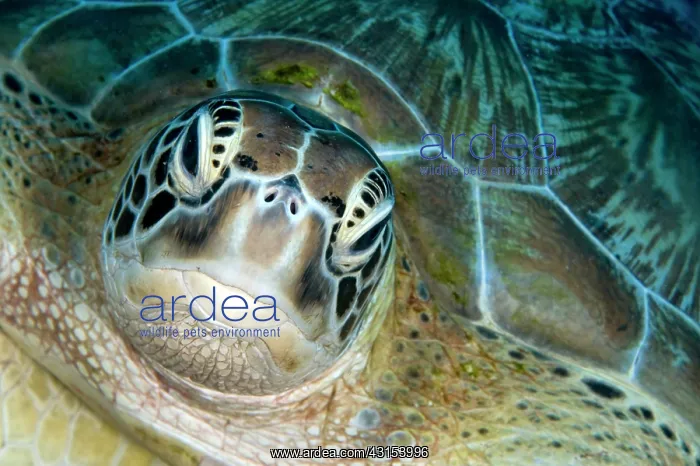 : Green Sea Turtle : Green Sea Turtle