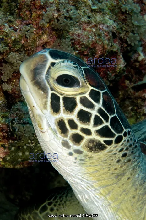 : Green Sea Turtle : Green Sea Turtle