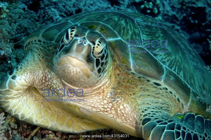 : Green Sea Turtle : Green Sea Turtle