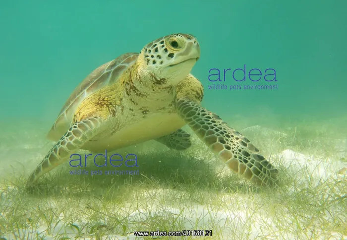 : Green Sea Turtle : Green Sea Turtle