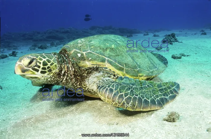 : Green Sea Turtle : Green Sea Turtle