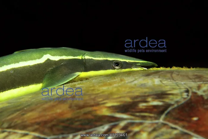 : Green Sea Turtle : Green Sea Turtle