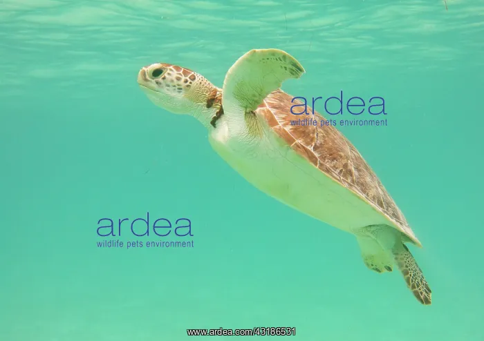 : Green Sea Turtle : Green Sea Turtle