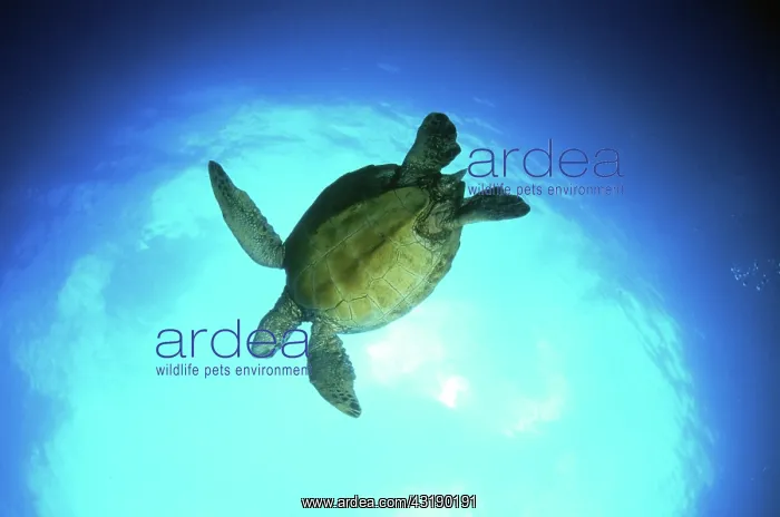 : Green Sea Turtle : Green Sea Turtle