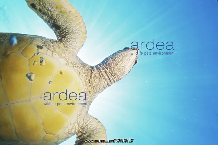 : Green Sea Turtle : Green Sea Turtle