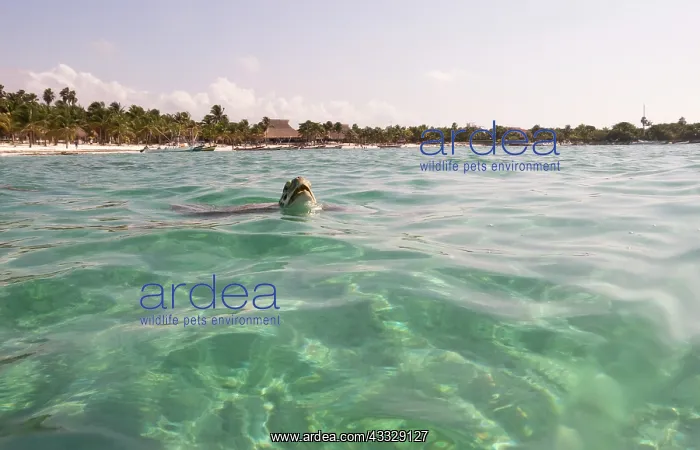 : Green Sea Turtle : Green Sea Turtle
