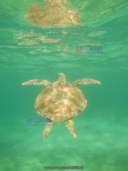 : Green Sea Turtle : Green Sea Turtle