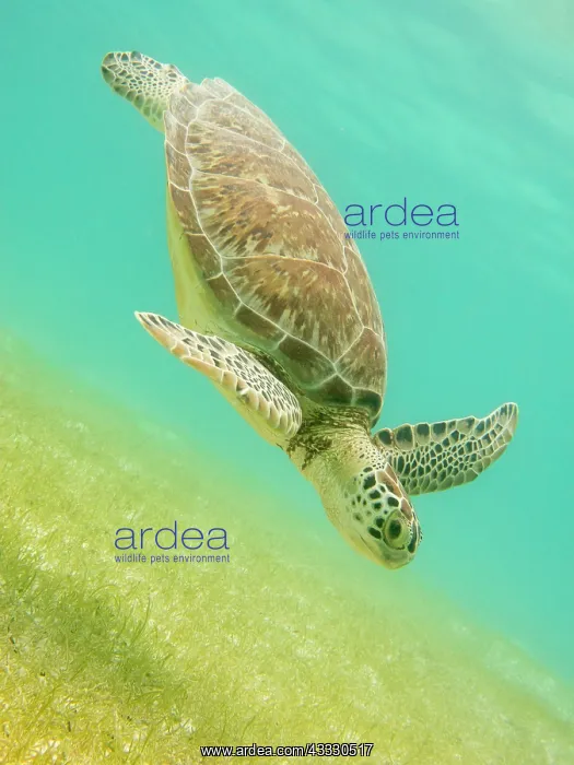 : Green Sea Turtle : Green Sea Turtle
