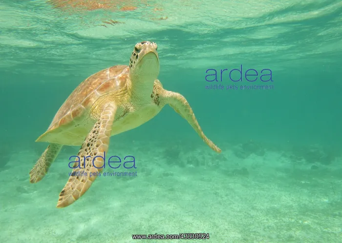 : Green Sea Turtle : Green Sea Turtle