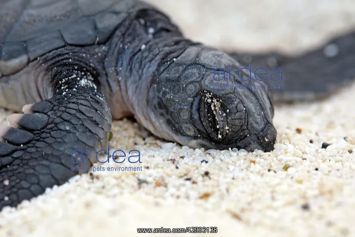 : Green sea turtle - baby birth : Green sea turtle - baby birth