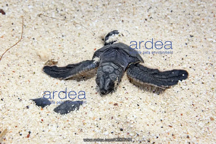 : Green sea turtle - baby birth : Green sea turtle - baby birth