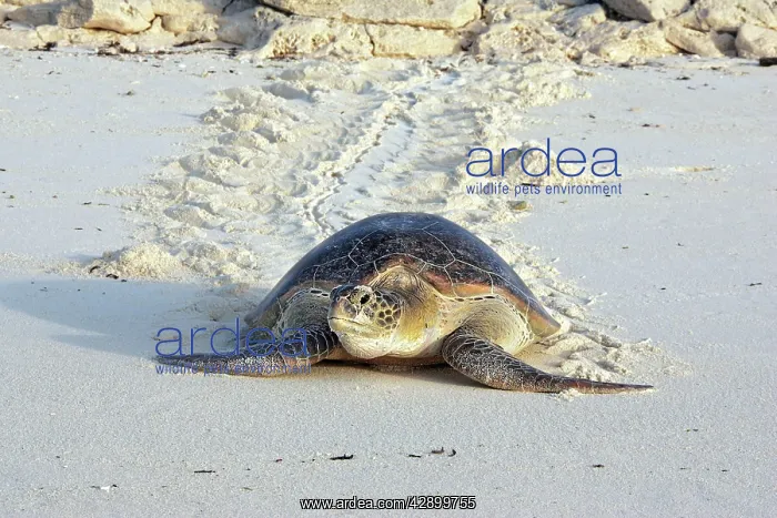 : Green Sea Turtle - on beach : Green Sea Turtle - on beach