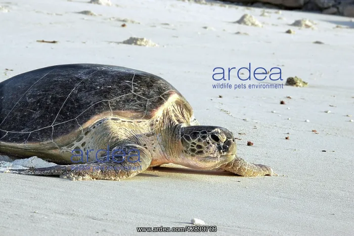 : Green Sea Turtle - on beach : Green Sea Turtle - on beach