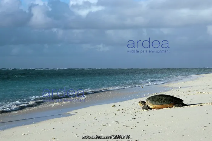 : Green Sea Turtle - on beach : Green Sea Turtle - on beach