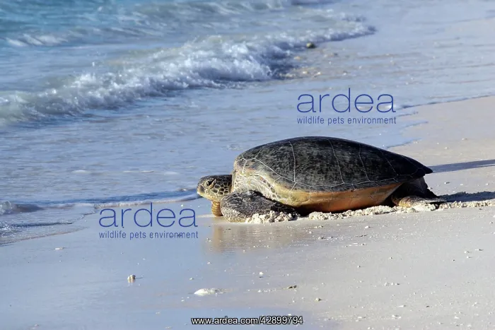 : Green Sea Turtle - on beach : Green Sea Turtle - on beach