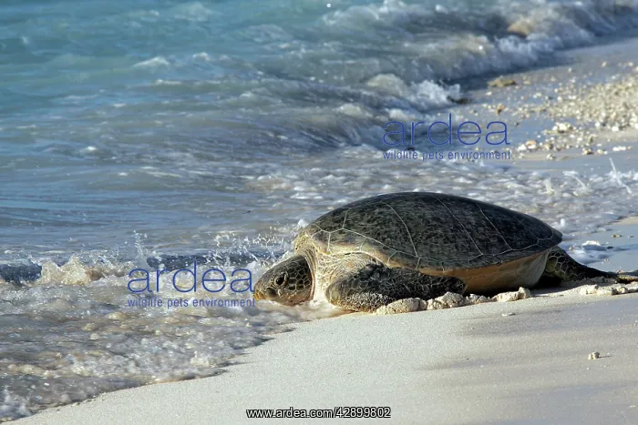: Green Sea Turtle - on beach entering sea : Green Sea Turtle - on beach entering sea