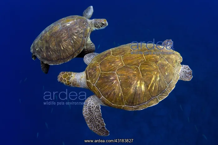 : Green sea turtle (Chelonia mydas). Tenerife, Canary : Green sea turtle (Chelonia mydas). Tenerife, Canary