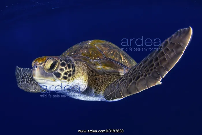 : Green sea turtle (Chelonia mydas). Tenerife, Canary : Green sea turtle (Chelonia mydas). Tenerife, Canary